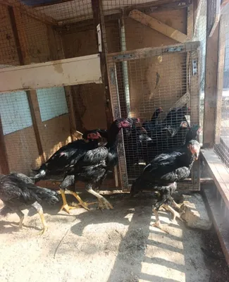 Срочно продаются цыплята карея, 3–4 месяца 1