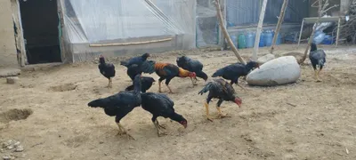 Бойцовые курицы продаются 1