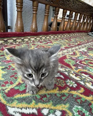 Котята даром ттз кирпичный завод 1