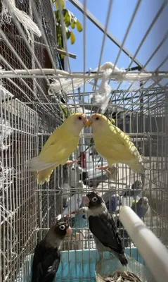 Наши масковые птицы 1