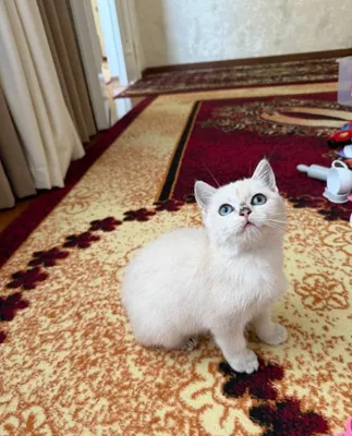 Кошка Британский короткошёрстная 1