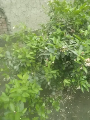 Limon koʻchatlari sotiladi 1