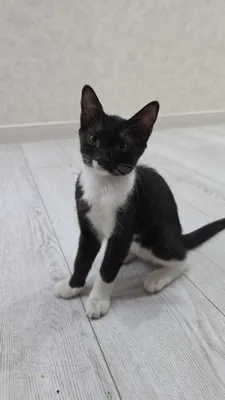 Maftunkor mushukchalarni mehribon qo‘llarga beraman! 1