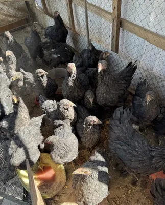 Qora shaxzoda brama tovulari 1