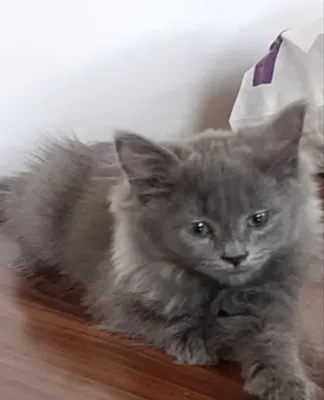 Britan qisqa junli mushuk (British Shorthair): o‘ziga xos belgilar 1