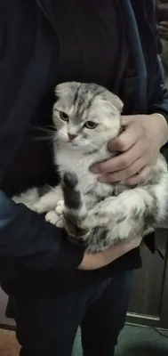 Mushugimiz kattakon va zotdor yungi pahmoq