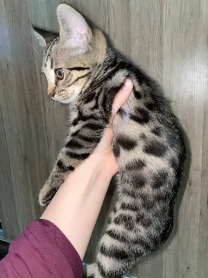 Seksi toplamlar Sahnalashtirilgan emas, haqiqiy jinsiy aloqani tomosha qiling.