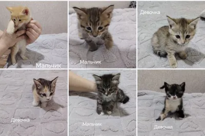 Отдам бесплатно котят в добрые руки