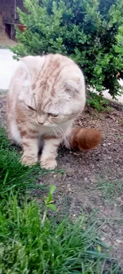 Scottish fold mushik sotiladi 1