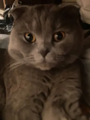 Шотландская вислоухая кошка 1