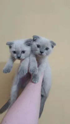 Котята 1