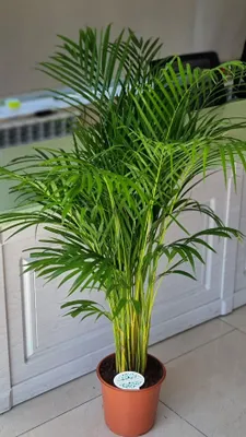 Dratsena, Aglaonema, palma, xonaki, orkideyalar 1