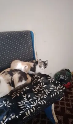 6 котят отдаются 1