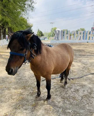 Poni otlar sotiladi 5 bor 1