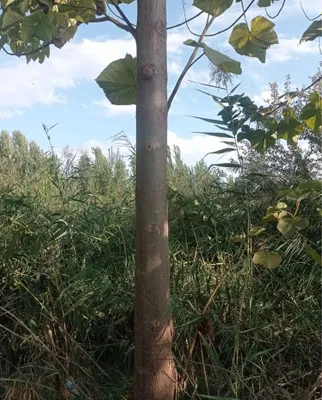 Павлония 5 йиллик 1