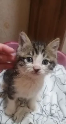 Отдам котенка мальчика в хорошие руки 1