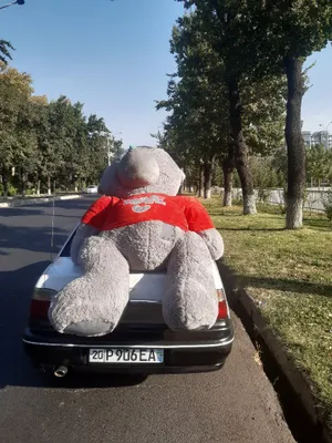 Teddy kotta