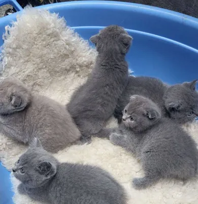 Породистые русские голубые котята, есть документы на родителей 1