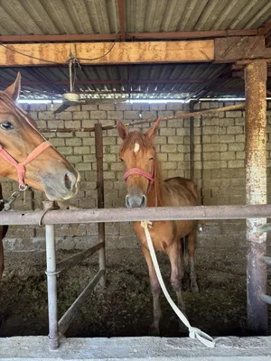 Продаются бычки, коровы, овцы, скот 1