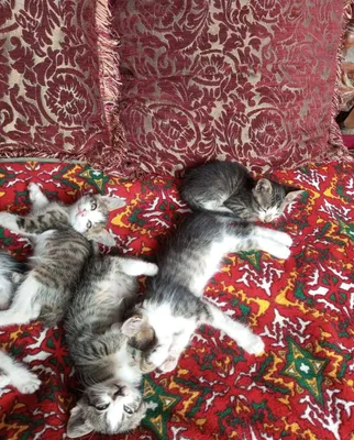 Котята отдаются бесплатно 1