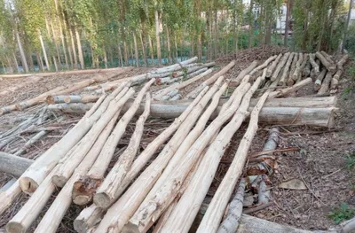 Tusinlik teraklar sotiladi 1