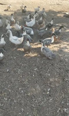Ko‘k favorit zotli o‘rdaklar sotiladi 1