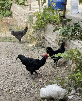 Xurozlar sotila qora shaxzodayam bor ichida 1