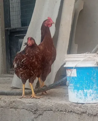 Куры породы Хан Хяп 1