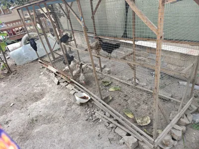 Uy tovuqlari, 8 dona, 1 yosh, qafasi bilan 1