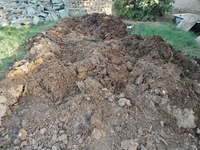 Mol nurisi sotiladi 1