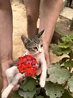 Отдам котят в хорошое руки 1