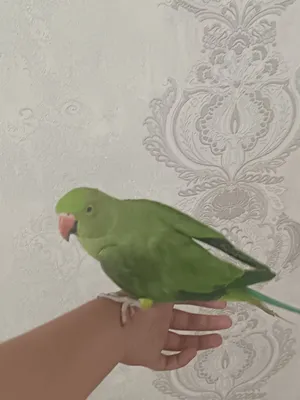 На 100% ручной 1