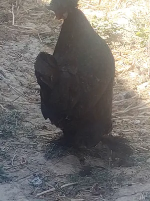 Yapon tovuqlar Va xoroz 1