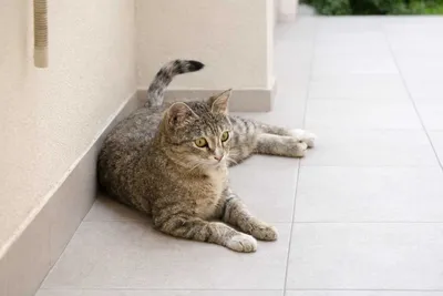 Кошечка ищет дом 1
