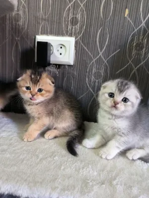 Прекрасные игривые котята 1