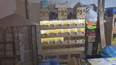 bedana kataklari valer 2