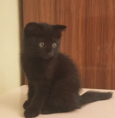 Очаровательные котята 1