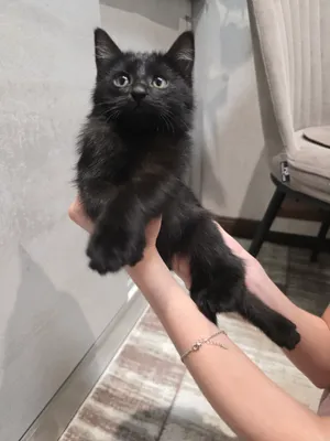 Отдаём котёнка мальчик 2 месяца. 2