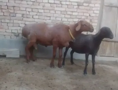 Qõy va qõchqor sotiladi. 1