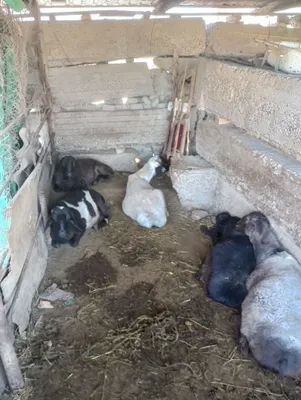 Продаются казахские бараны