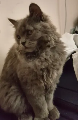 Кошка продается 1