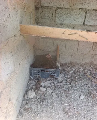 Kurk tovuq sotiladi mas 9 11 tuxum quysa buladi 1