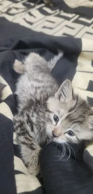 Бесплатно кошка 1