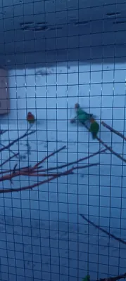 Попугай 1