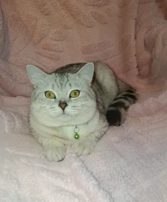 Опытный кот серебристая шиншилла, приглашает кошечек на вязку 1