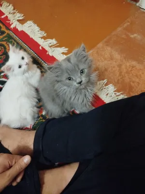 Porno kamera ayollar hojatxonasi