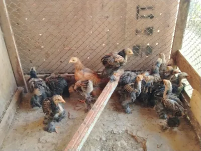 Xususiy porno: Ikki onalar HD-da blowjobs berish Porno qattiq doggy uslubi becerdin