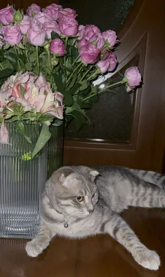 нужна кошка для вязки 1