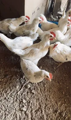 Белый петух 1