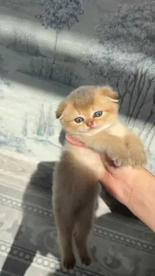 Naslli shinchilla mushukchalari, 2 oylik. Toshkent 1